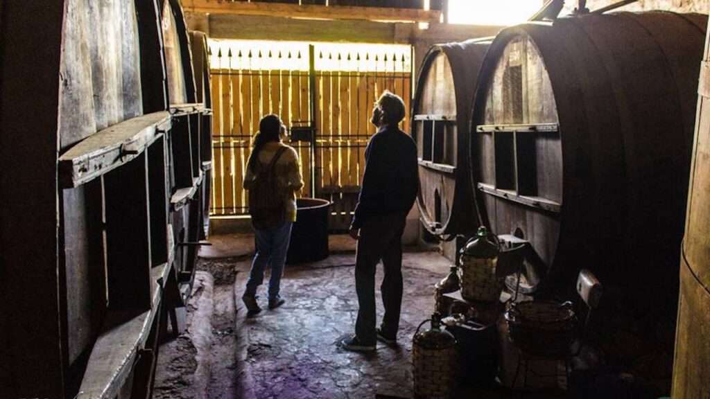 Private tour vital getaway: nature, heritage and wine