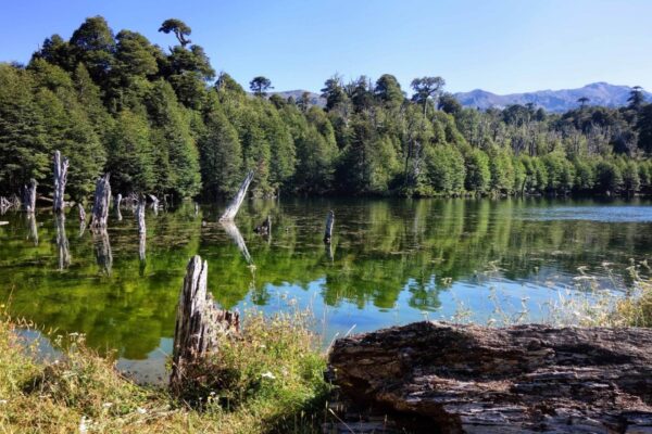 Paisaje natural en la Reserva Huilo Huilo, con árboles nativos reflejados en una laguna cristalina del sur de Chile