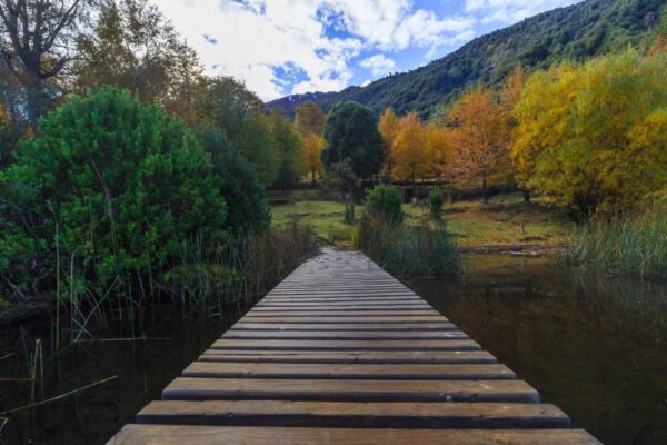 Sendero de madera entre humedales y bosque otoñal en la zona de Panguipulli, Chile